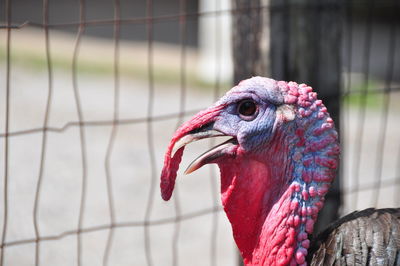 Close-up of turkey in cage