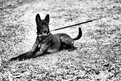 Portrait of dog sitting on field