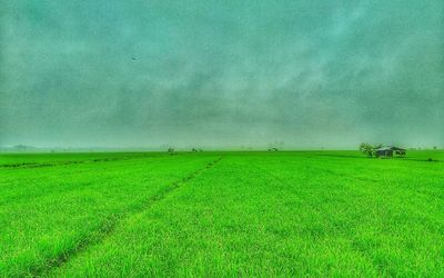 Scenic view of agricultural field against sky