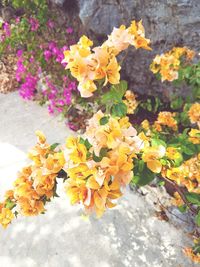 Close-up of yellow flowers