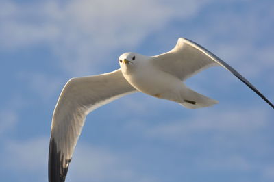 Low angle view of seagull flying