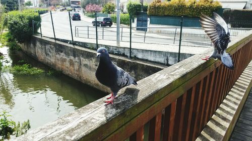 Bird perching on railing