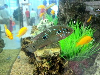 Close-up of fish swimming in aquarium