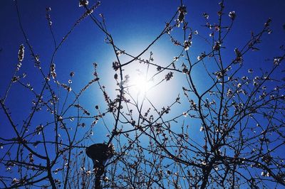 Low angle view of tree against sky