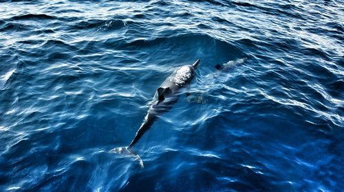 High angle view of dolphin swimming in water