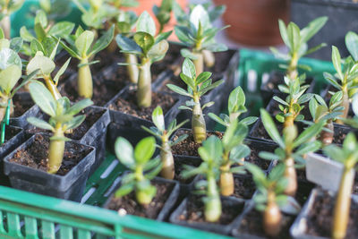 Saplings growing in tray at greenhouse