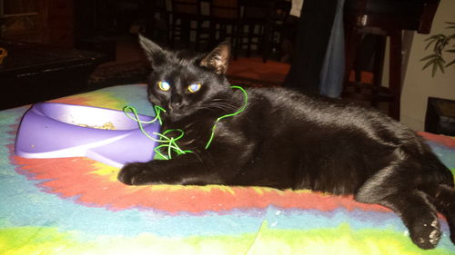 Portrait of cat relaxing on sofa