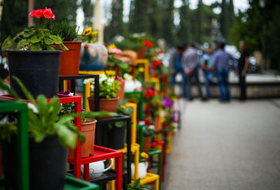 Potted plants at market stall