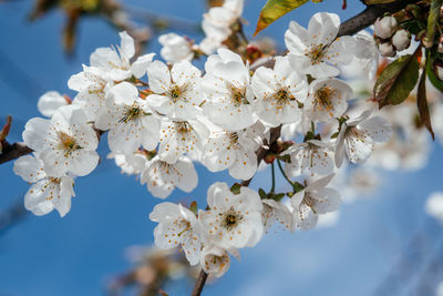 Cherry tree with white blossoms in early spring