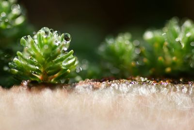 Close-up of plants