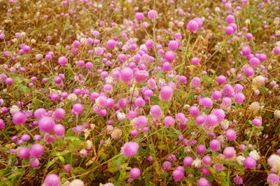 Close-up of pink flowers on field