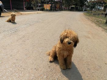 Dog on ground