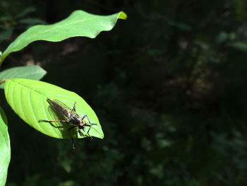 Close-up of fly on leaf