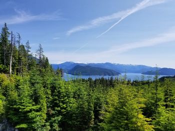 Pine trees in forest against sky