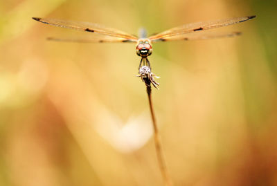 Close-up of dragonfly on twig