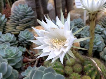 Close-up of white succulent plant