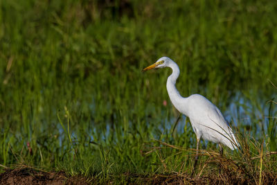 View of a bird on grass