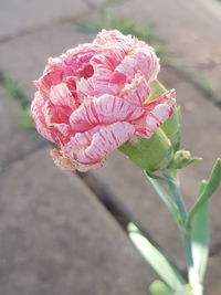 Close-up of pink rose