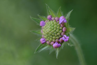 Close-up of pink flower buds