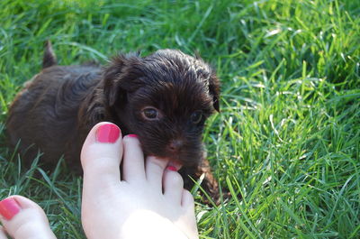 Midsection of person holding a rabbit on field