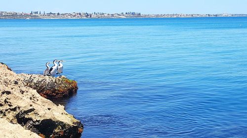 Distant swimming in sea