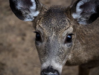Close-up portrait of horse