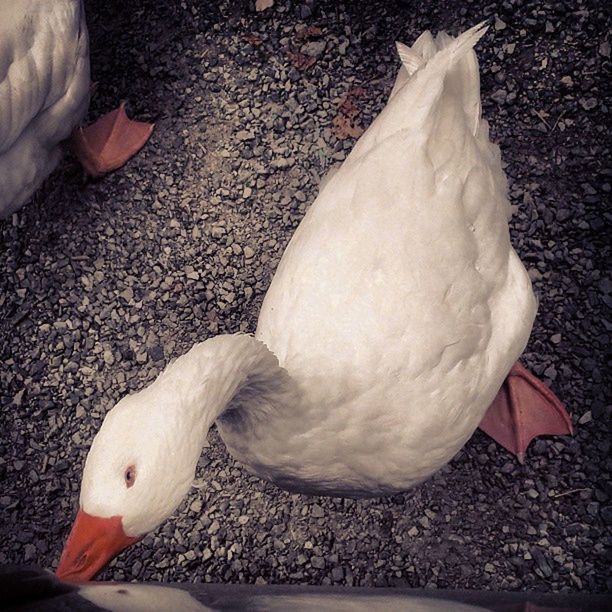 bird, animal themes, animals in the wild, wildlife, feather, high angle view, beak, nature, white color, one animal, outdoors, swan, day, beach, close-up, sand, no people, pigeon, zoology, full length