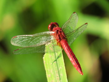 Close-up of dragonfly on leaf