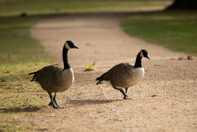 Birds on field