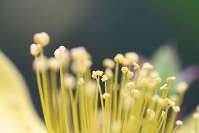 Close-up of yellow flowering plant on field