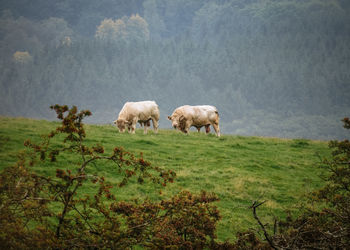 Sheep grazing in a field