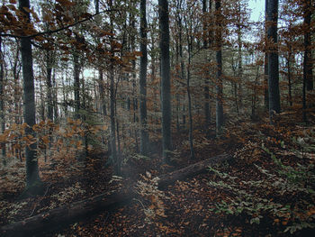 Trees growing in forest during autumn