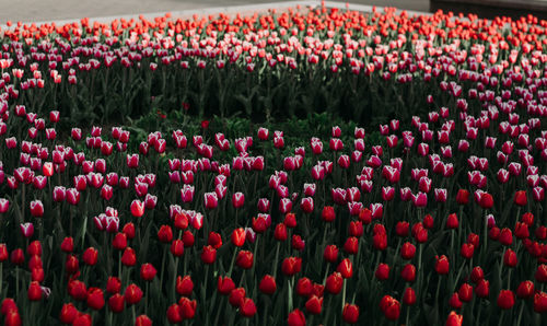 Full frame shot of red tulips in field