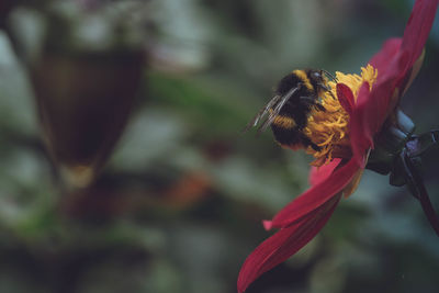 Close-up of bumble bee on flower