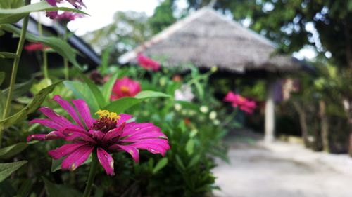 Close-up of pink flowering plant