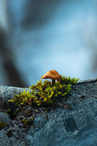 Close-up of mushrooms growing on rock