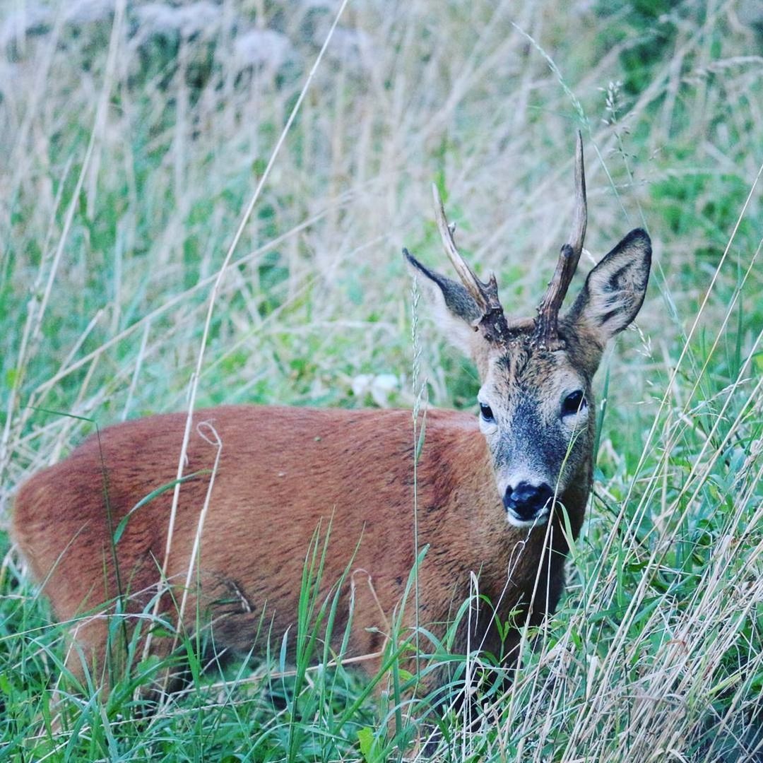 DEER AND GRASS