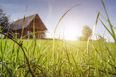 Surface level of grass on field against sky