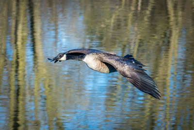 Close-up of bird flying over lake