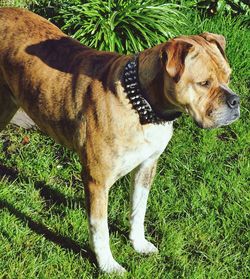 Dog standing on grassy field