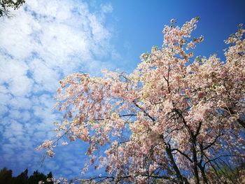 Low angle view of flower tree against sky