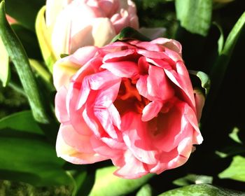 Close-up of pink rose