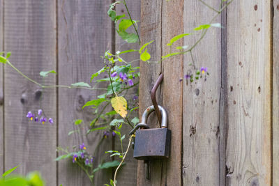 Close-up of purple flowering plant hanging against wall