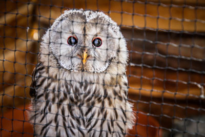 Close-up portrait of owl in cage