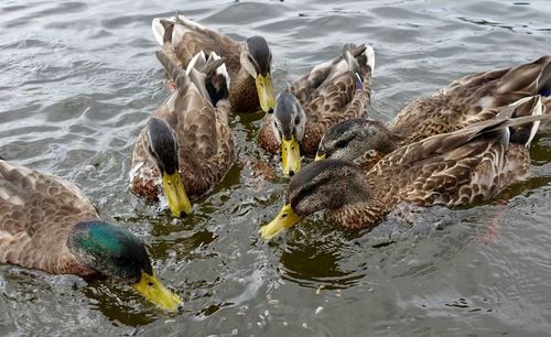 High angle view of birds swimming in lake