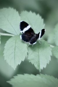 Close-up of insect on leaf