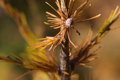 Close-up of larch tree