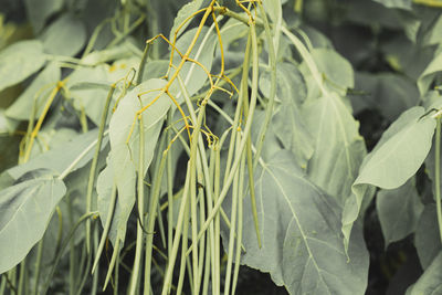 Close-up of fresh green leaves on field