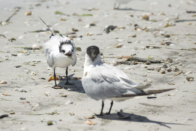 Close-up of seagull on sand at beach