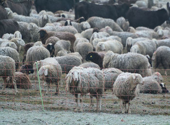Flock of sheep in farm
